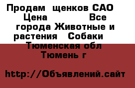 Продам ,щенков САО. › Цена ­ 30 000 - Все города Животные и растения » Собаки   . Тюменская обл.,Тюмень г.